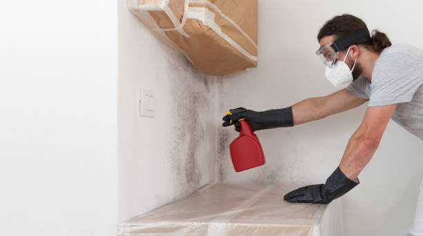 Professional Basement Mold Removal technician working in Wake Forest, NC