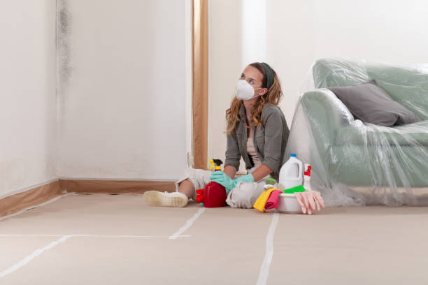 Reliable Basement Mold Removal contractor in Wake Forest, NC by Cheap Mold Removal