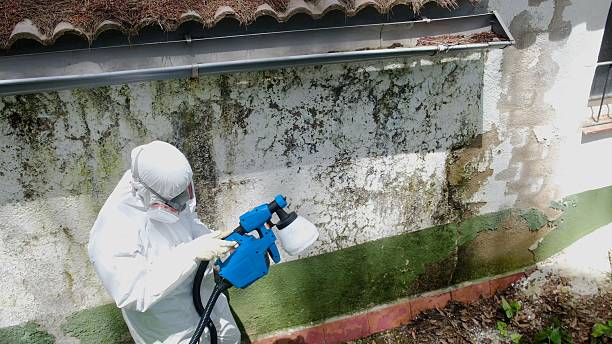 Top rated local Basement Mold Removal specialists in Wake Forest, NC